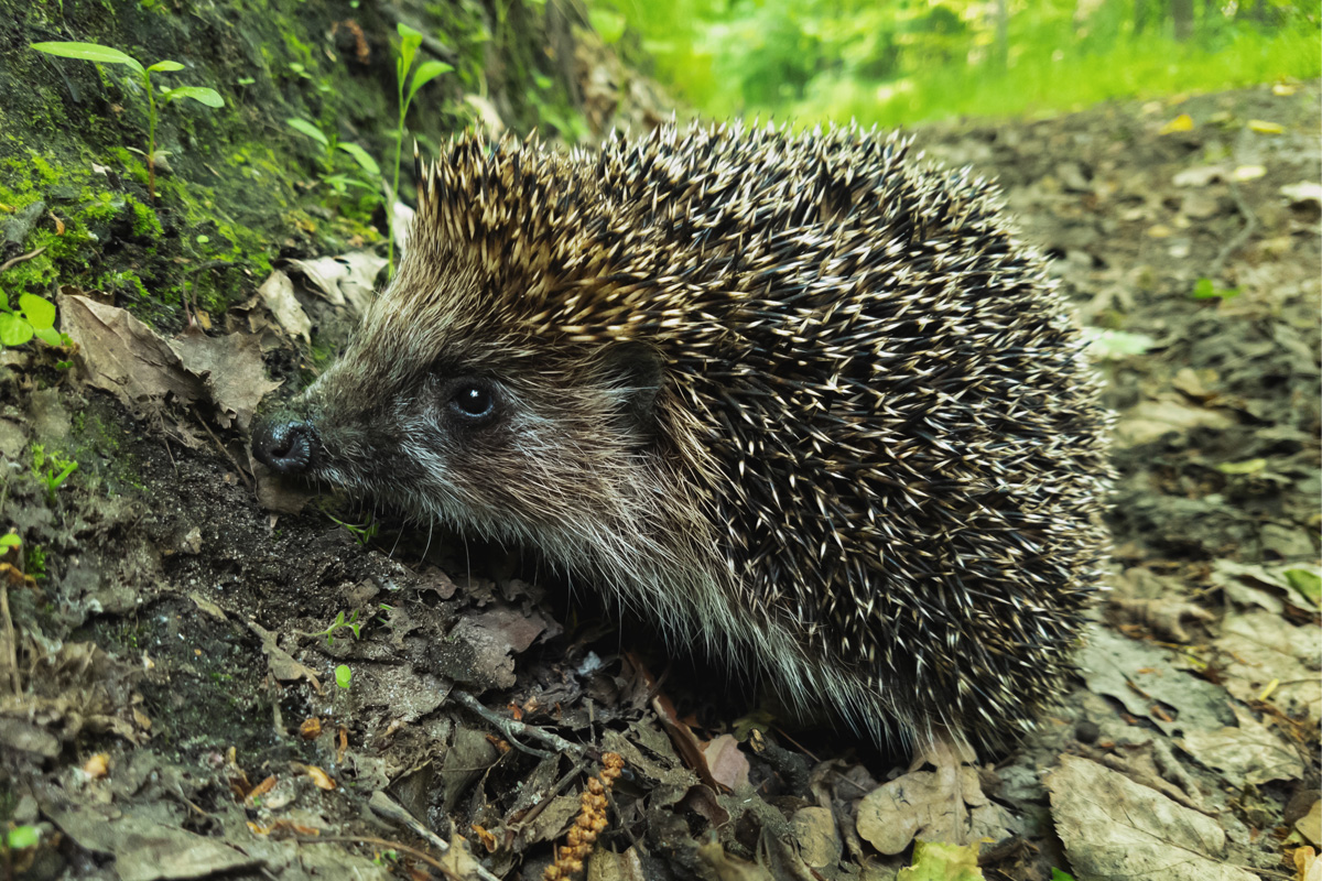 hedgehog